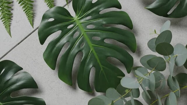 A serene video showcasing lush tropical leaves like monstera and ferns gently swaying against a minimalist concrete backdrop, evoking calm and natural beauty.