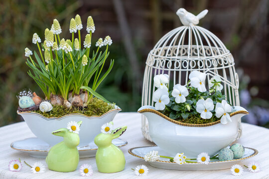 Oster-Arrangement mit Osterhasen, wei&szlig;en Hornveilchen (Viola cornuta) und Traubenhyazinthen (Muscari) in vintage Porzellan-Sauciere im Garten	

