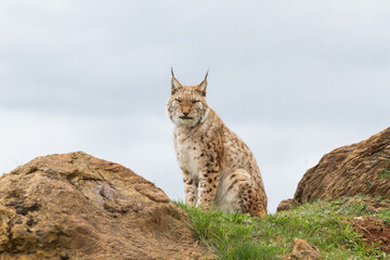 Eurasian lynx (Lynx lynx) sitting on rocky terrain under a cloudy sky. © David
