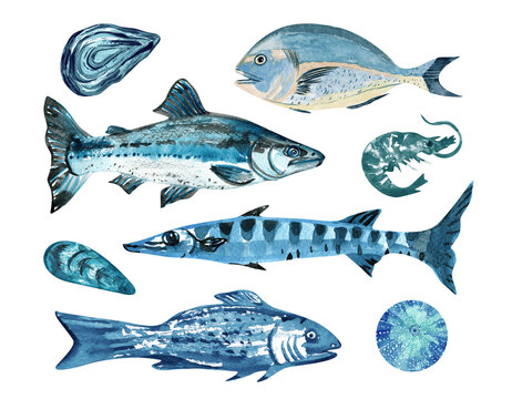 Seafood set: sea fish, shrimp,  oyster, mussel, sea ​​urchin. Blue watercolor hand drawn illustration