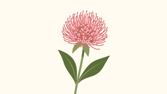 Unique pink protea flower with long spiky petals is shown on a single stem with green leaves in a beautiful botanical illustration.