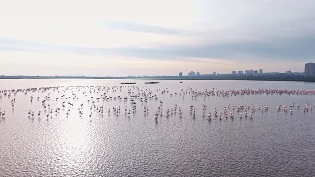 Sunlight dances on the surface of the lake as hundreds of flamingos roam peacefully. The skyline looms in the background, enhancing this picturesque moment in nature.
