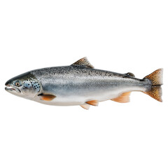 Obraz premium Fresh Raw Whole Salmon Fish Isolated on Transparent Background, Premium Atlantic Trout Side View, High Quality Seafood Concept for Restaurant Menu and Healthy Nutrition Design