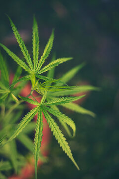Vertical Green weed Marijuana tree cannabis plant narcotic herbal in CBC greenhouse. Sustainability concept. Green Marijuana tree cannabis plant narcotic herbal in greenhouse. Hemp leaf made