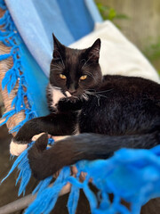 schwarz-weiße Katze genießt ein Sonnenbad auf dem Liegestuhl mit blauer Decker