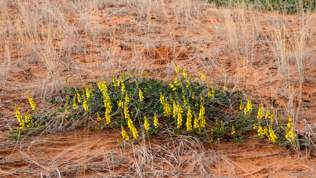 Senna italica subsp. arachoides, commonly known as Wild Senna, Swart stormbossie or Eland's Pea in the Kgalagadi Transfrontier Park, South Africa, Botswana near Gharagab