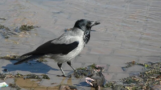 Corvus cornix pecks out the entrails of a dead rat.