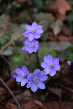 Bunch of small violet liverleafs on springtime. Hepatica nobilis flowers