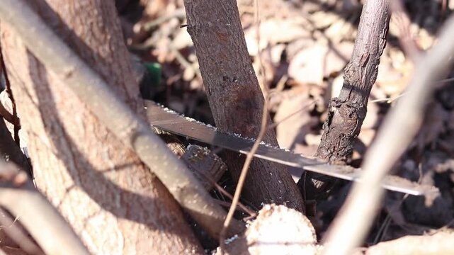 The process of sawing branches or thin tree trunks in a garden or park. Pruning branches to improve plant health. Close-up of a gardener's work, sawing a branch with a saw. Seasonal work