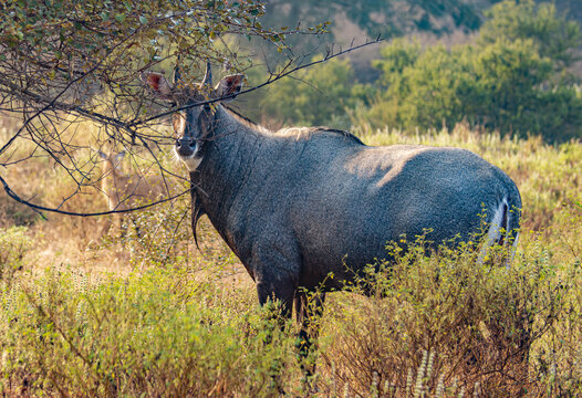 Nilgai or blue bull is the largest Asian antelope and is endemic to the Indian subcontinent.