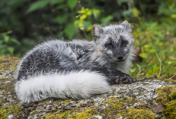 Fototapeta premium Arctic fox (Vulpes lagopus) also known as the white fox, polar fox, or snow fox.