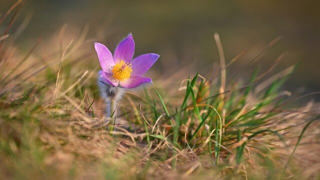 Spring background with flowers in meadow. Pasque Flower (Pulsatilla grandis)