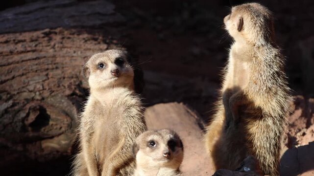 Three meerkats standing together in sunlight, one looking up while another gazes sideways, surrounded by wooden logs and earthy ground in a natural habitat setting