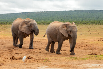 Obraz premium Elephant in Addo Elephant Safari Park