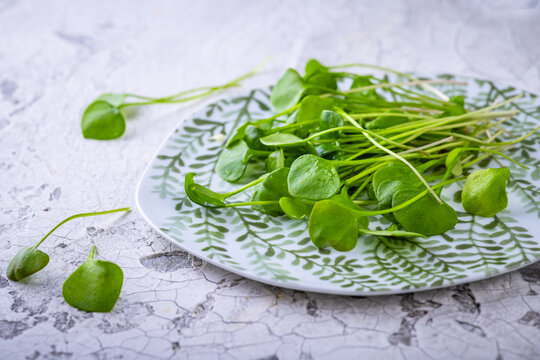 Fresh purslane (Portulaca oleracea), edible weeds or herbs