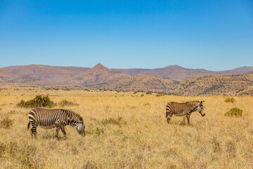 Fototapeta premium Mountain Zebra grazing in grassland in Game Reserve
