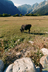 Naklejka premium Cow grazing in a sunlit meadow with mountains in the background, pasture field landscape showing nature, grass and peaceful rural livestock scene under blue sky.