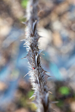 thorns on a stem of the rose variety Rose Sericea Pteracantha