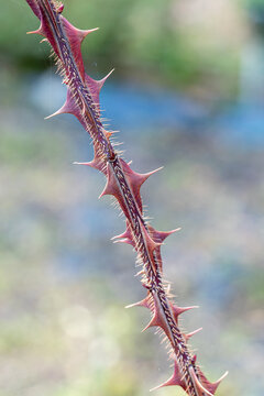 thorns on a stem of the rose variety Rose Sericea Pteracantha