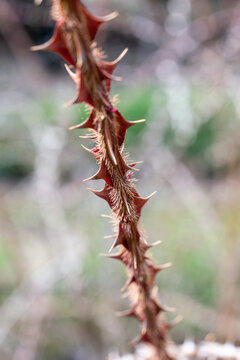 thorns on a stem of the rose variety Rose Sericea Pteracantha