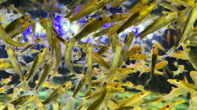 Fish massage treatment service in Thailand for tourists and locals, aquarium filled with hundreds of toothless doctor fish Garra rufa, cheap fun experience is offered in cafes and specialized spas.