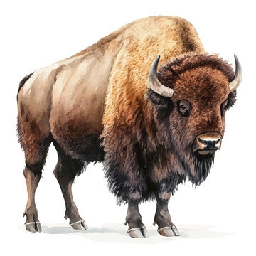 Bison, vibrant watercolor vector, isolated on a white background, high quality and detailed design.