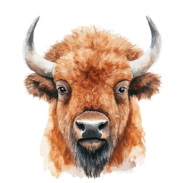 Bison, detailed watercolor painting, isolated on a white background.