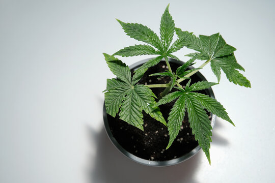 Healthy cannabis clone in a brown pot isolated on white background