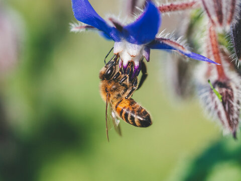 Un'ape laboriosa su una pianta di borraggine dai fiori blu