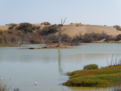 Great egret at the Maspalomas Pond, Gran Canaria, Canary Islands