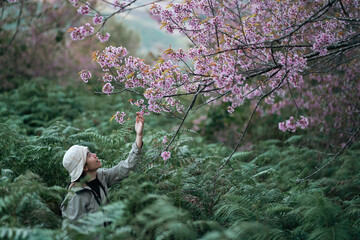 Naklejka premium Woman nature flower sakura cherry blossom tree forest outdoor spring Peaceful woman nature reaching for pink sakura cherry blossom tree above green forest fern tranquil outdoor spring landscape