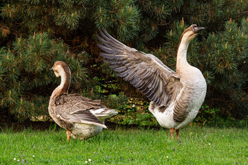 Swan goose pair with wings spread standing on green grass   Para gęsi łabędzich z rozpostartymi skrzydłami stojąca na zielonej trawie © Adrian White