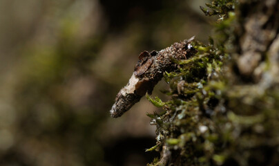 Bagworm moth larva Psychidae in its protective case eating moss © Yurii Zushchyk