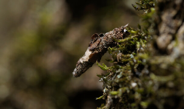 Bagworm moth larva Psychidae in its protective case eating moss