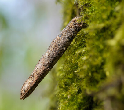 Taleporia tubulosa bagworm moth larva in its long protective case on mossy tree bark