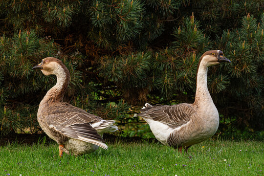 Swan goose pair with wings spread standing on green grass | Para gęsi łabędzich z rozpostartymi skrzydłami stojąca na zielonej trawie