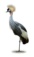Fototapeta premium Grey Crowned Crane Standing Elegantly With Golden Crest And Long Legs Isolated On White Background Showing Regal Bird Form