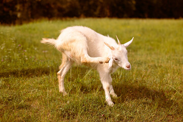 Fototapeta premium A white goat grazes in a clearing and scratches its ear with its hoof.