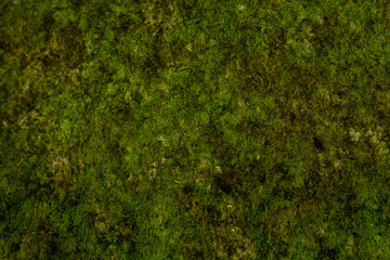 Green moss texture natural background with organic forest ground pattern © Riley