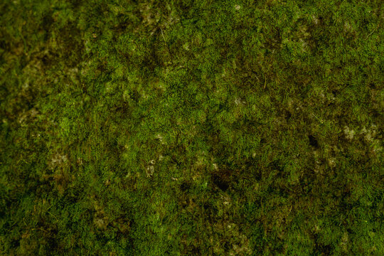 Green moss texture natural background with organic forest ground pattern