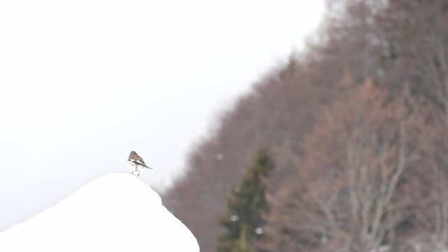 Isolated snow-finch flies away (Montifringilla nivalis)