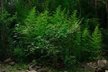 Dense green foliage and bushes in tropical forest environment © Riley