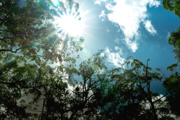 Fototapeta premium Sunlight shining through tree canopy with blue sky and clouds in forest