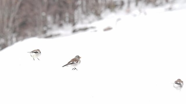 Snow finches on ground in the winter season (Montifringilla nivalis)