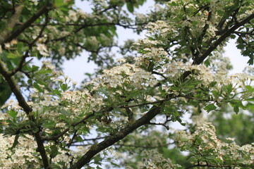 Obraz premium blooming apple tree