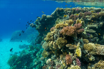 coral reef in the red sea © Globus 60