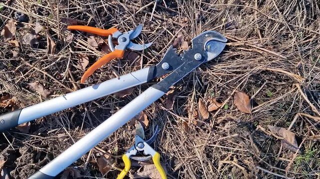 A lopper and two pruners lie on the ground, top view. Hand tools for gardening. A set of garden tools laid out on dry grass and leaves. A large lopper with long metal handles. Tree pruning