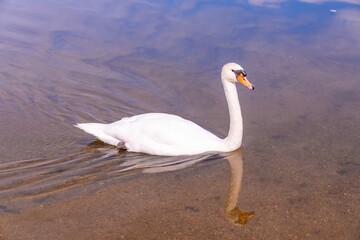 Obraz premium Swan gliding on shallow water, smooth ripples, mirrored reflection, soft sunlight on white plumage, tranquil park lake scene
