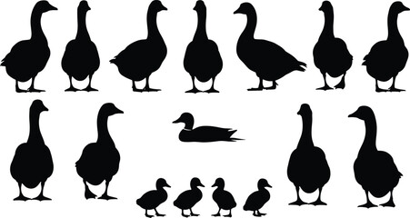Silhouettes of ducks and geese with ducklings walking and swimming, wildlife bird illustration for education and identification © Rokon