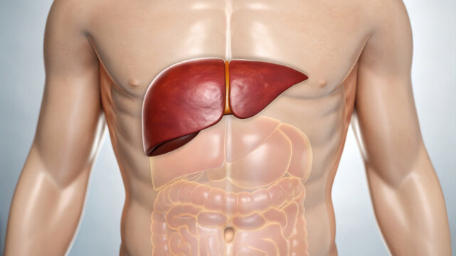 Human liver anatomy showing liver triglyceride storage in upper abdomen with translucent digestive organs and muscular torso